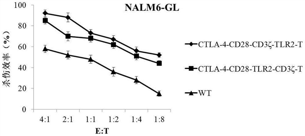 T cell for expressing immunosuppressive checkpoint receptor molecule and application of T cell