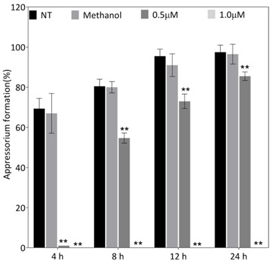 Sanguinarine stimulates rice resistance and its application in rice blast resistance