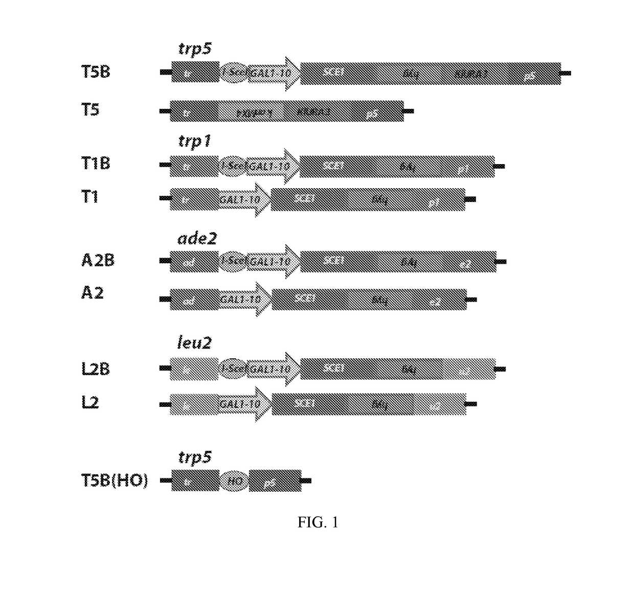 Aptamer-guided gene targeting