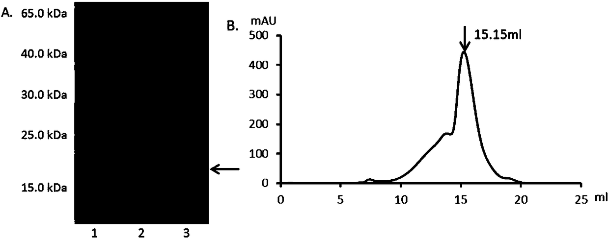 Mutant protein of osteoprotegerin, as well as relevant product and application thereof