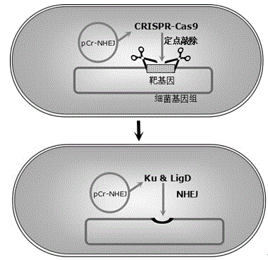 PCr-NHEJ (non-homologous end joining) carrier as well as construction method of pCr-NHEJ carrier and application of pCr-NHEJ carrier in site-specific knockout of bacterial genes