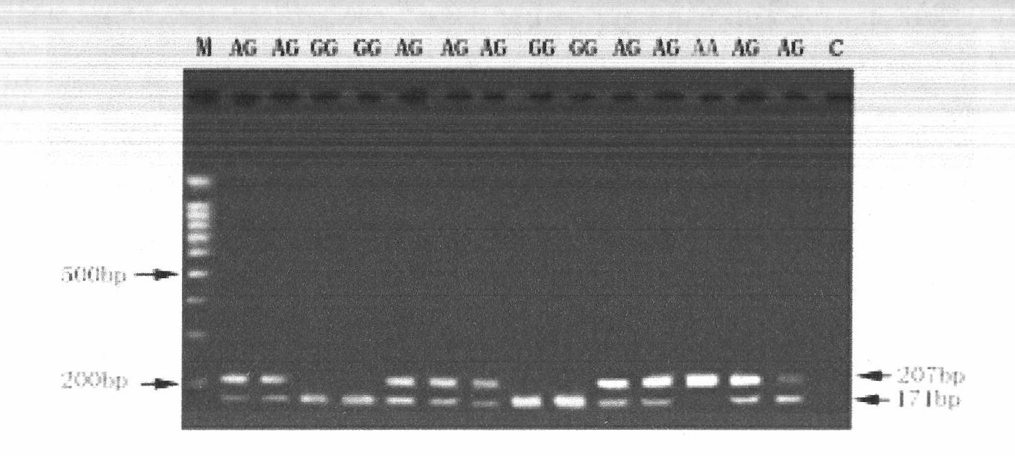 Single nucleotide polymorphism sequence of dairy cattle FGF2 (Fibroblast Growth Factor 2) gene and detection method of single nucleotide polymorphism sequence