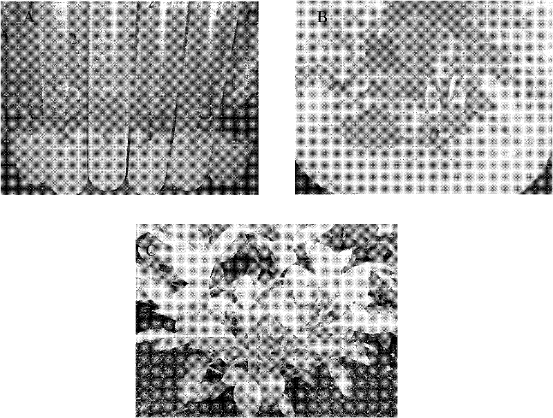 Method for rapidly propagating root and rhizome of Divaricate Gynura