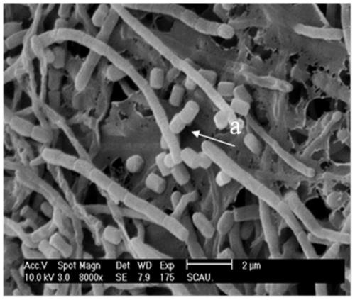 Preparation of Streptomyces antibioticus and metabolite thereof and application of Streptomyces antibioticus in aspect of bacterium resistance