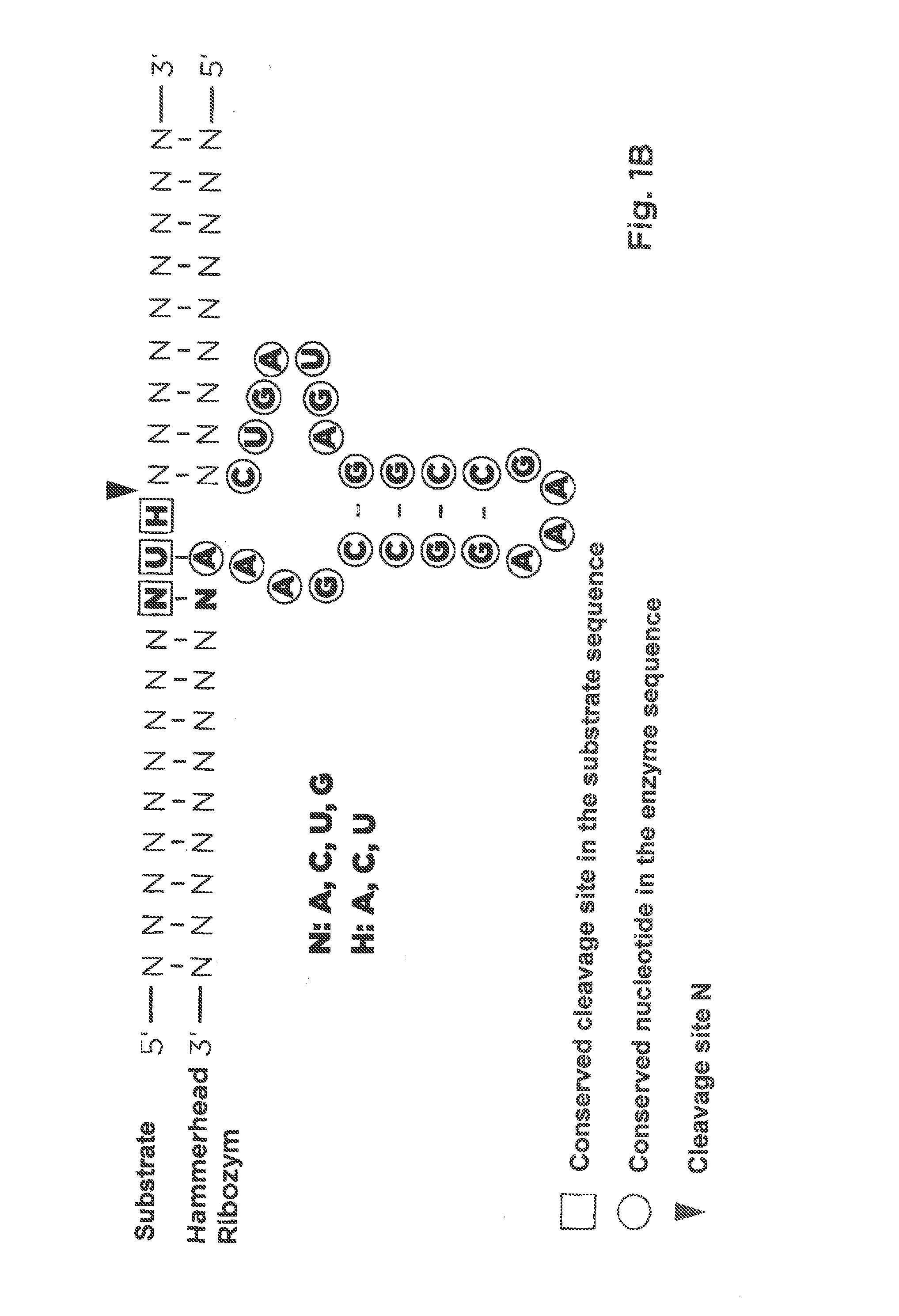 Pharmaceutical composition containing l-dna