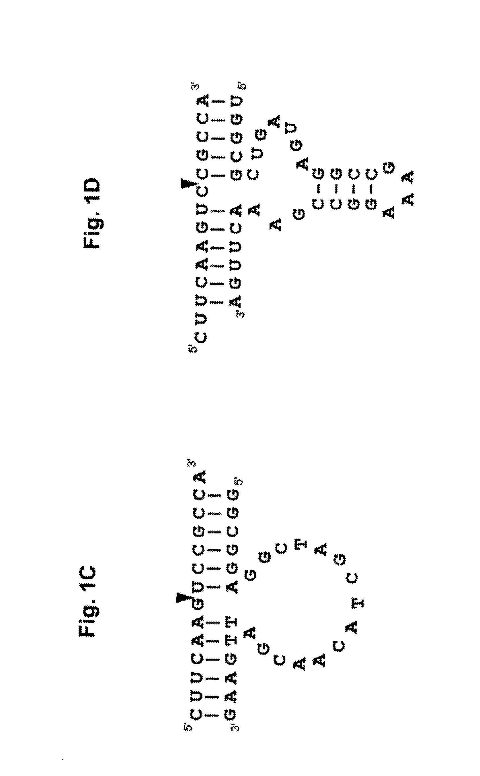 Pharmaceutical composition containing l-dna