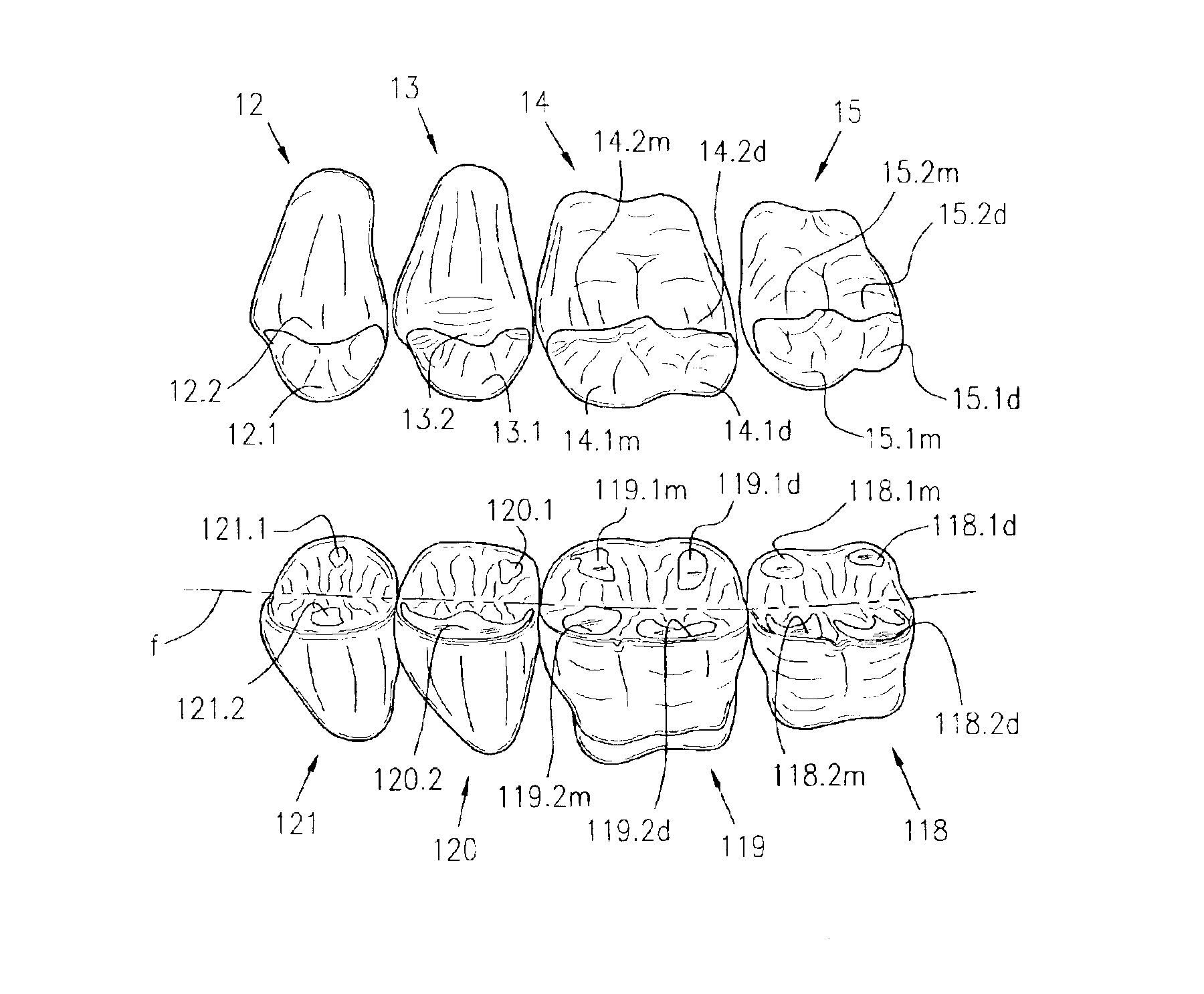 Sets of posterior teeth