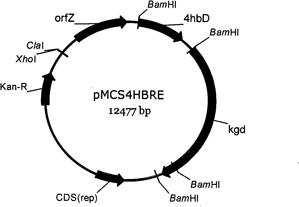 Engineering bacterium containing 2-ketoglutarate decarboxylase gene kgd and application thereof