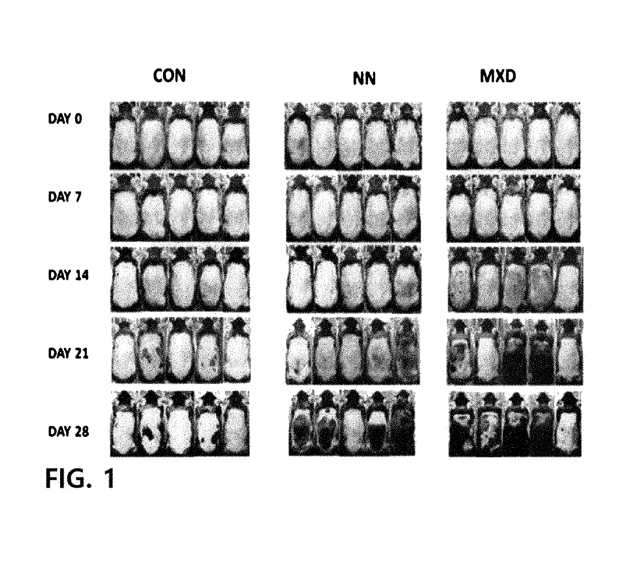 Composition Including Nonanal As Active Ingredient For Preventing Hair Loss Or Stimulating Hair Development