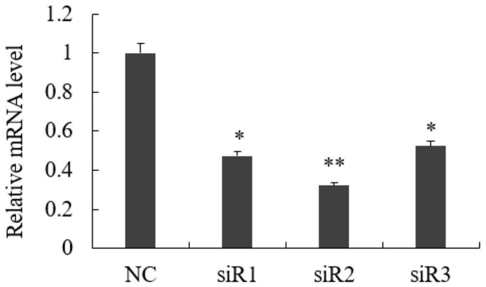 siRNA interfering with mroh7 gene expression and its application, interfering method and drug