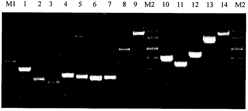 Standard plasmid molecule used for detecting genetically modified soybeans and cotton and building method thereof
