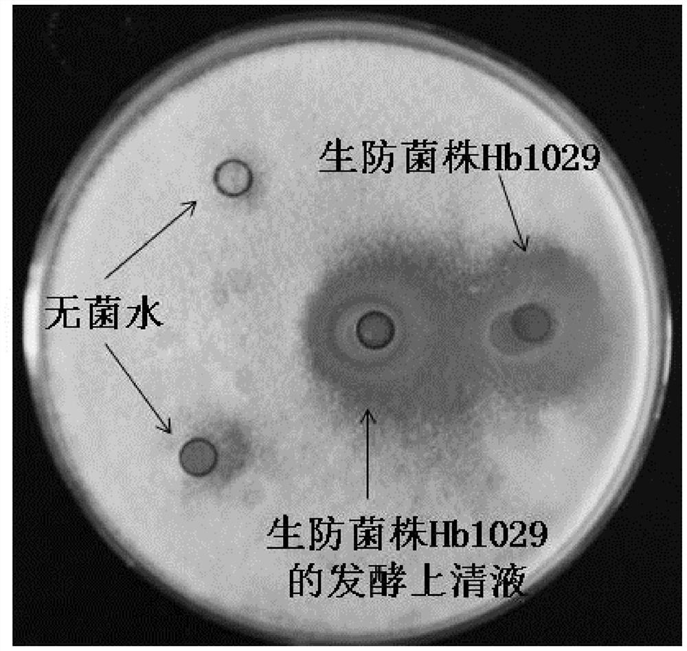 A Strain of Photobacterium hb1029 and Its Application