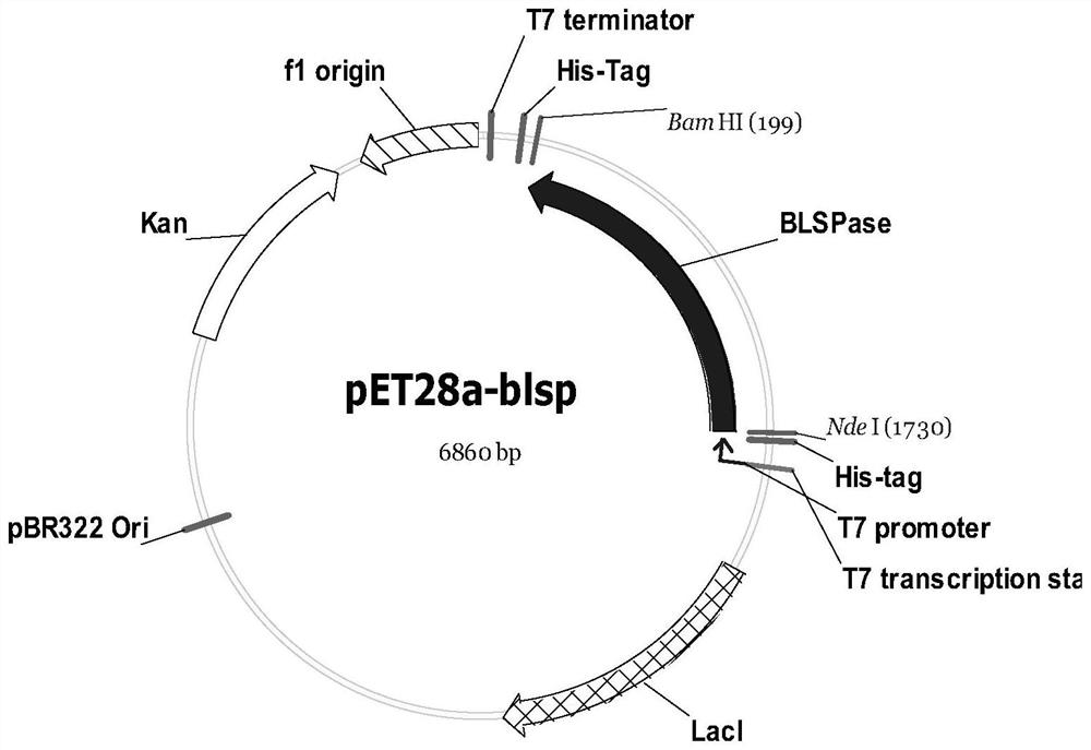 A kind of recombinant escherichia coli and its application