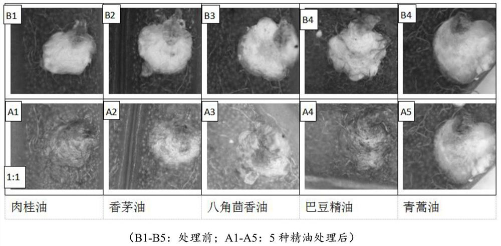Pesticide synergist for preventing and treating white armoured scale insects and pesticide composition