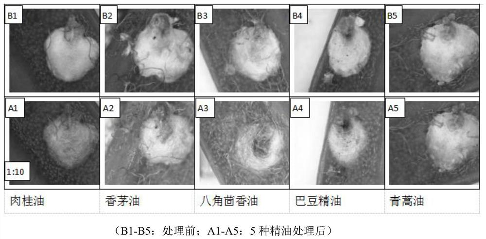 Pesticide synergist for preventing and treating white armoured scale insects and pesticide composition