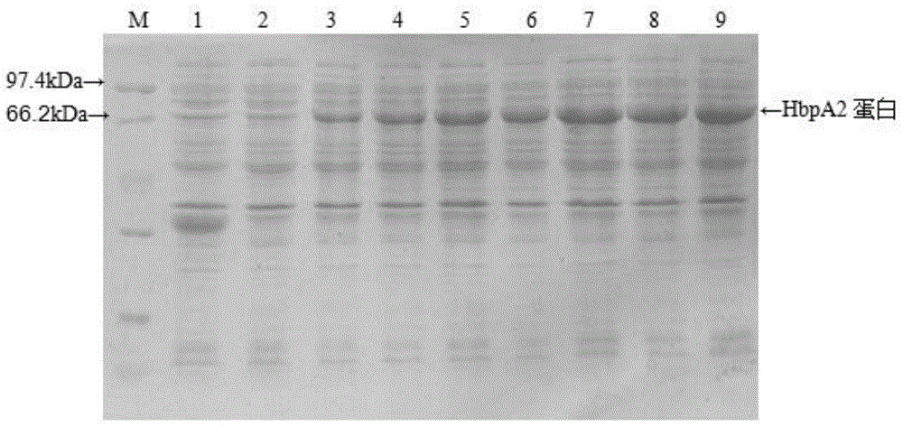 Recombinant haemophilus parasuis immunoprotecive antigen HbpA2 and preparation method thereof