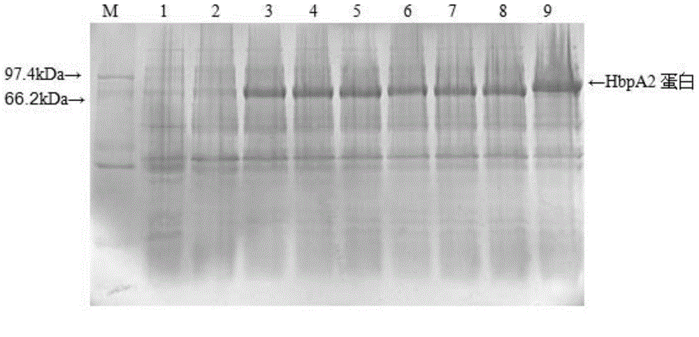 Recombinant haemophilus parasuis immunoprotecive antigen HbpA2 and preparation method thereof