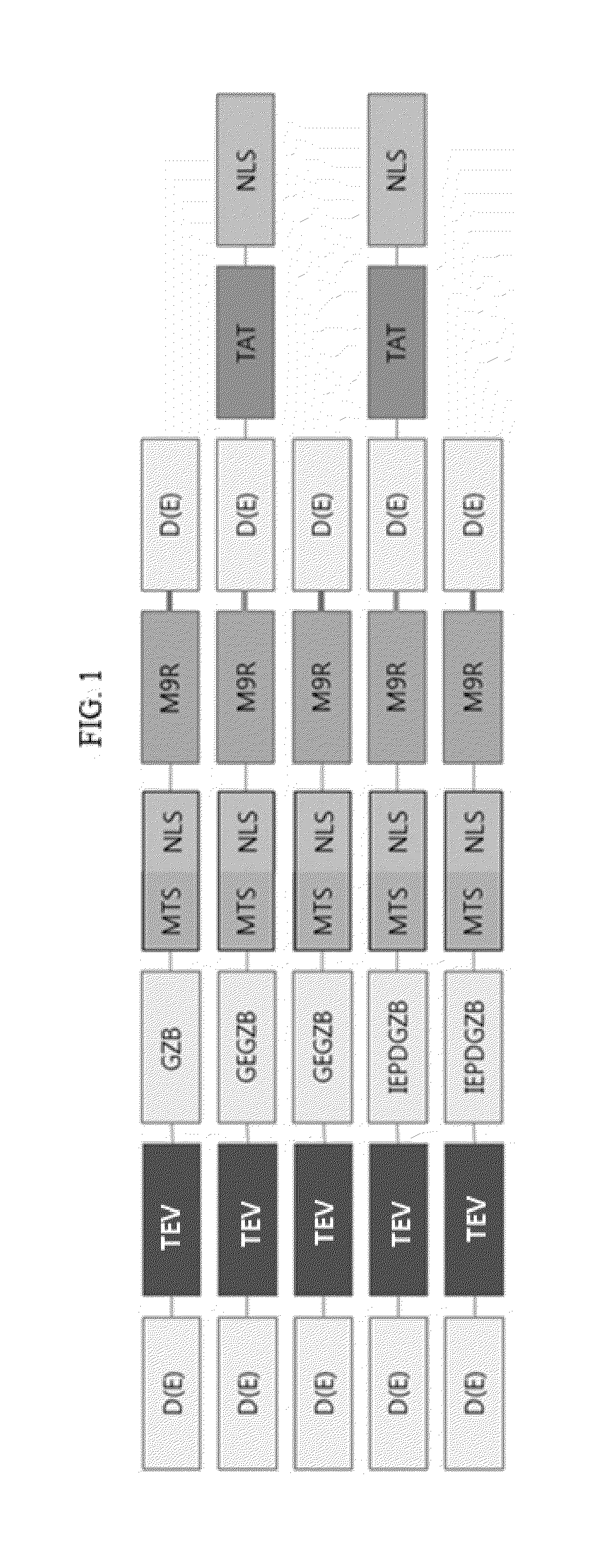 Fusion protein comprising granzyme b and use thereof