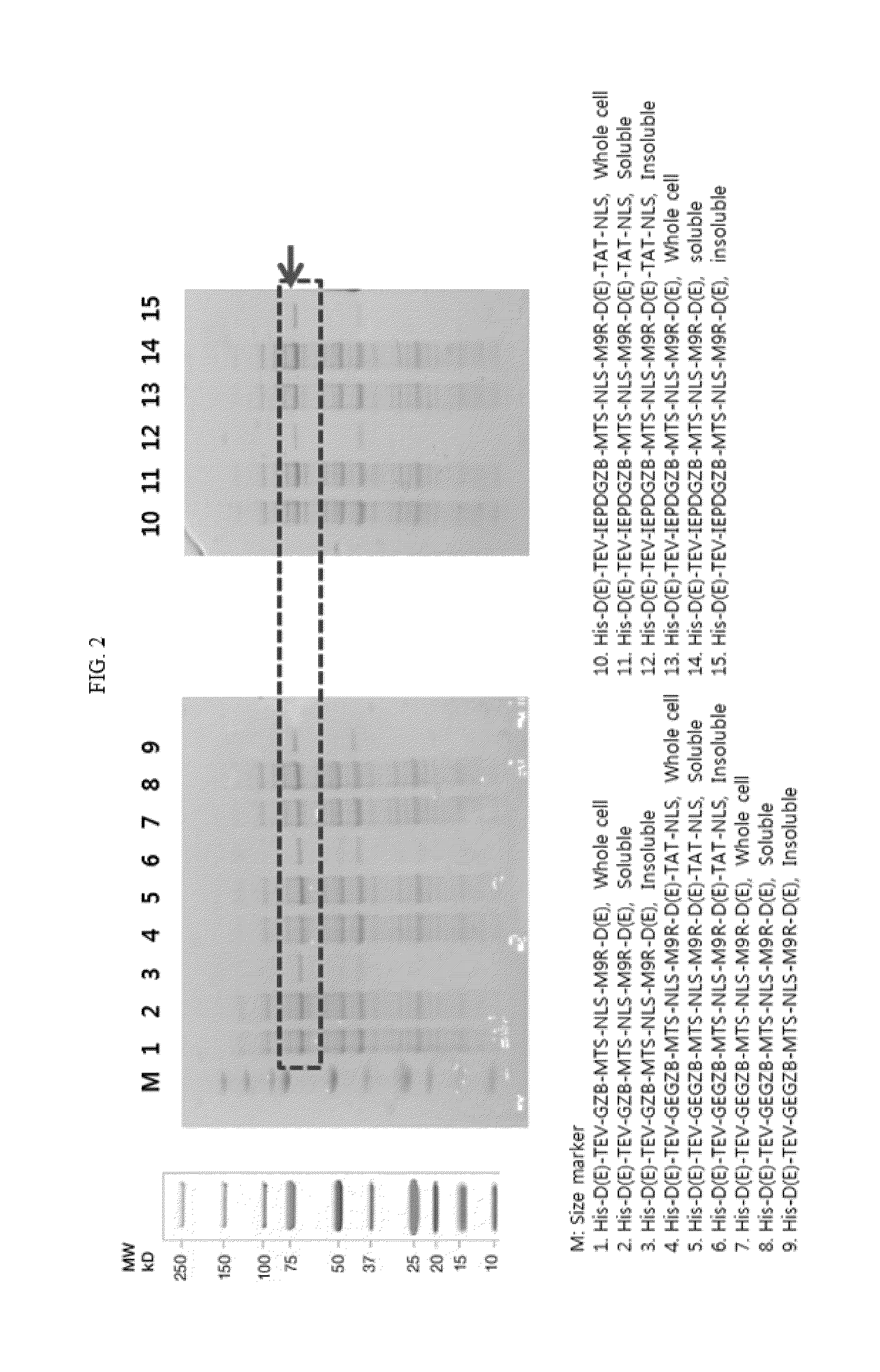 Fusion protein comprising granzyme b and use thereof