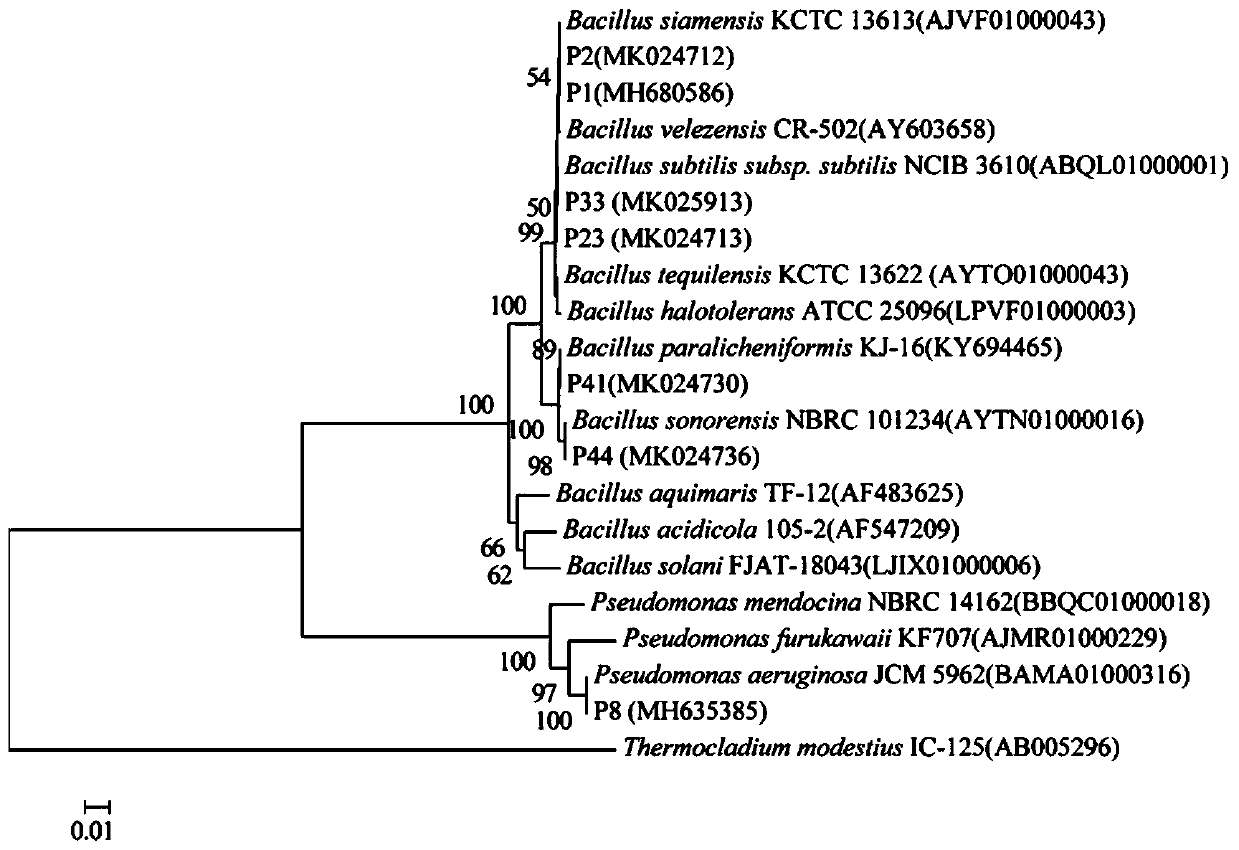 Bacillus capable of inducing system resistance from tomato rhizosphere and screening method and application thereof