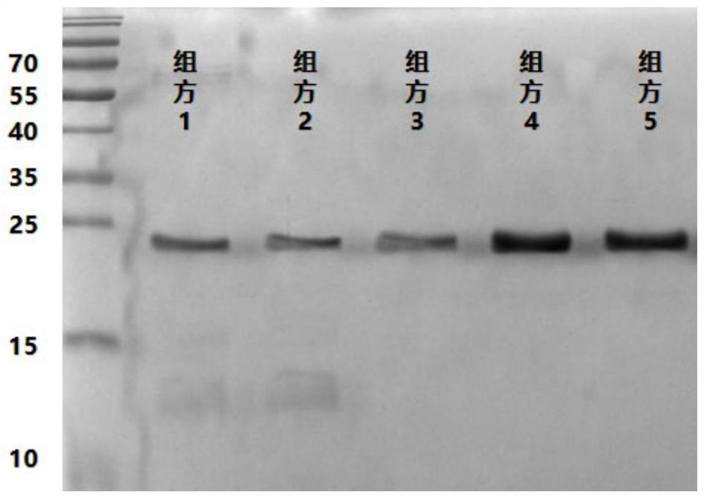 Recombinant human fibroblast growth factor-9 protein drug freeze-dried preparation and application thereof