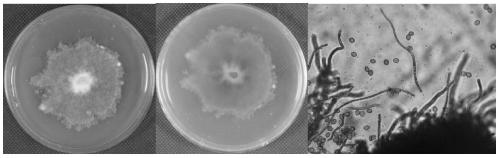 Cotton endophytic fungus cef-082 and its application in the control of cotton Verticillium wilt