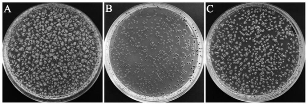 Non-pathognic ralstonia solanacearum strain of transferred bacteriophage trp574 gene, and preparation method for and application of non-pathognic ralstonia solanacearum strain