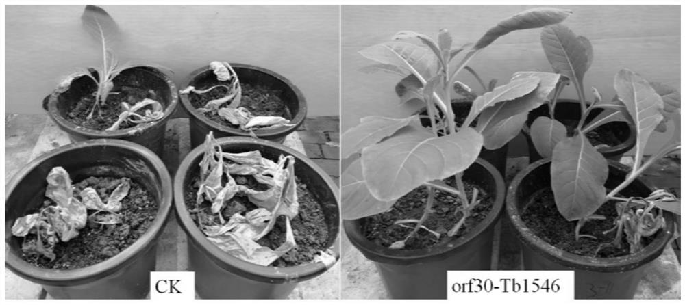 Non-pathognic ralstonia solanacearum strain of transferred bacteriophage trp574 gene, and preparation method for and application of non-pathognic ralstonia solanacearum strain