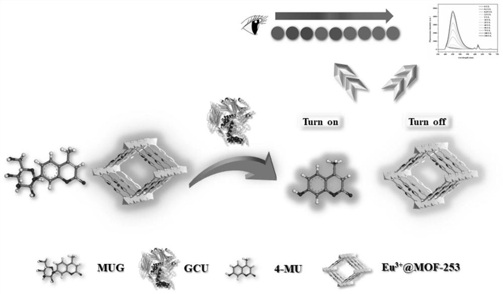 Metal-organic framework-based β-glucuronidase probes and applications