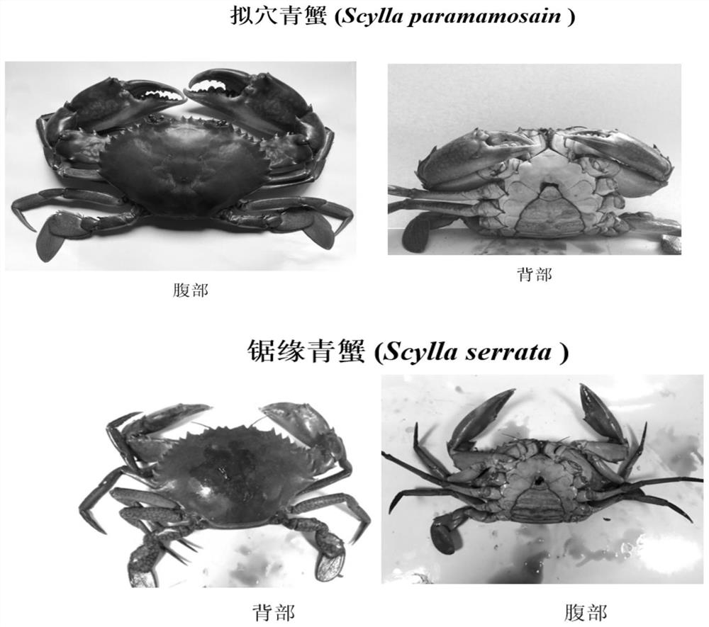 A method for differentiating mud crabs and mud crabs
