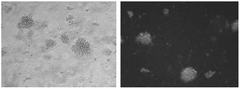 DC cell based on AFP antigen, targeting immune cell population, preparation method and applications thereof