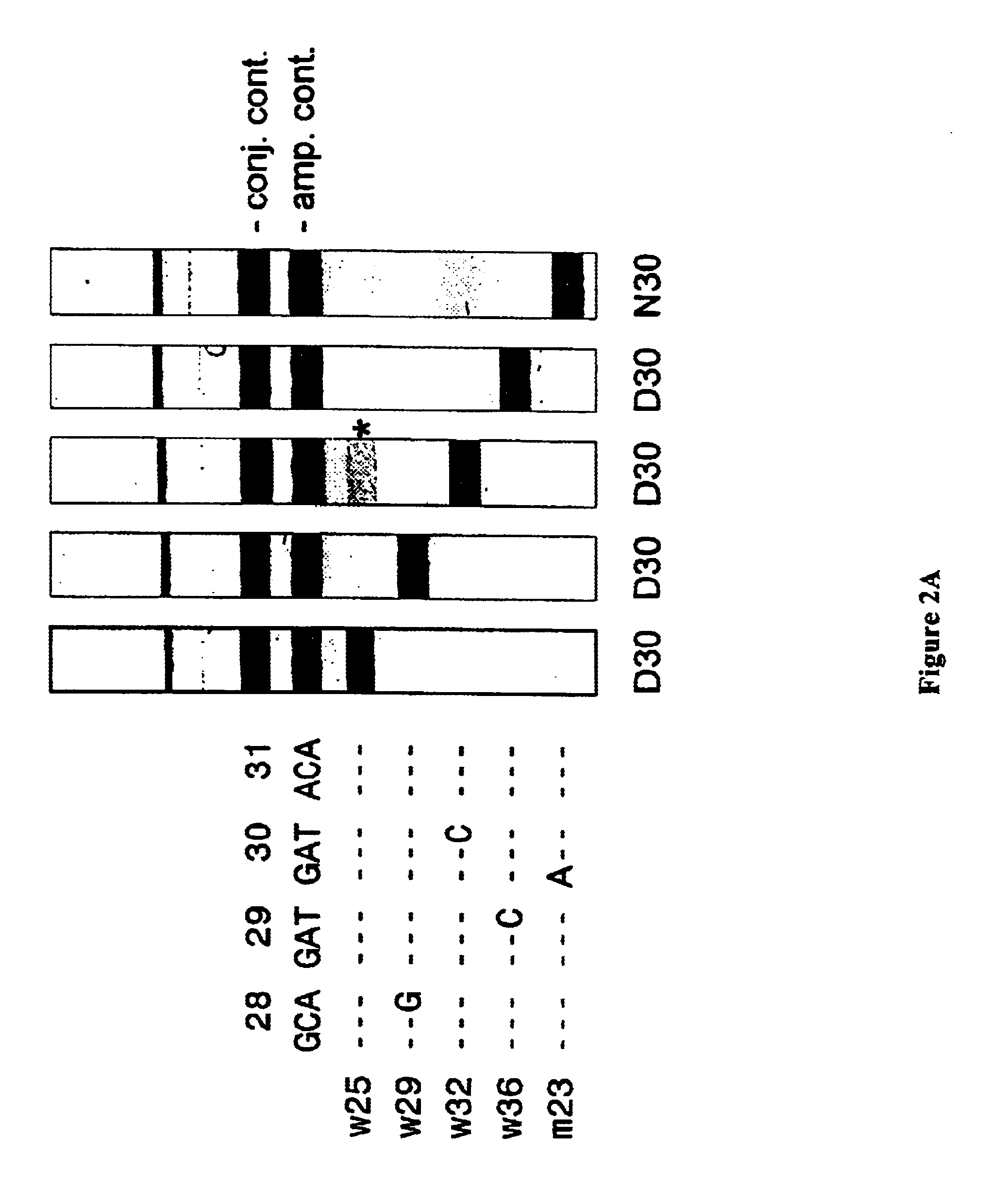 Method for detection of drug-selected mutations in the HIV protease gene