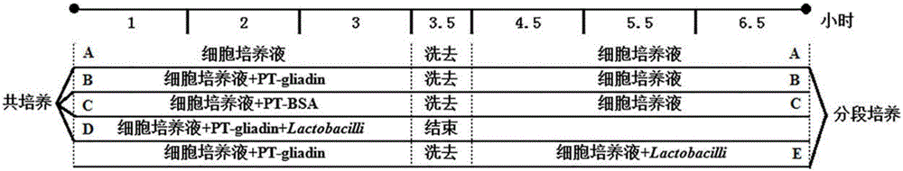 Method for screening probiotics with function of enhancing intestinal cell tight junction at cell level