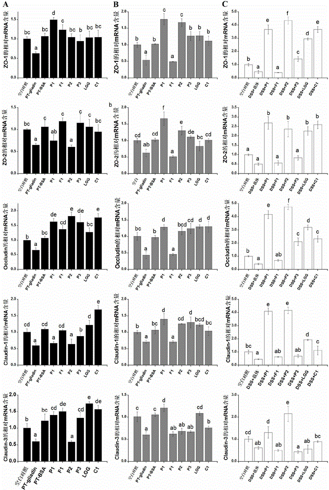 Method for screening probiotics with function of enhancing intestinal cell tight junction at cell level