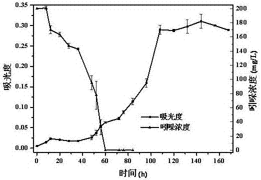 A strain of Burkholderia for aerobic degradation of indole and its application