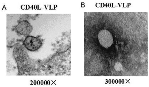 Hantavirus-like particles comprising CD40l, preparation method and application thereof