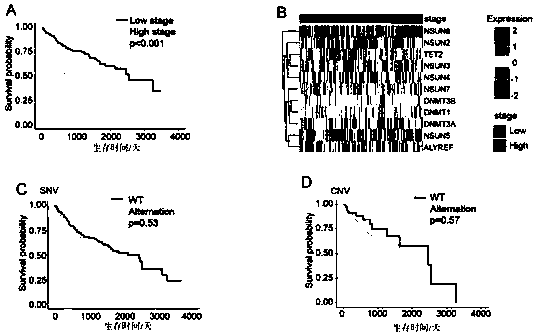 Application of m5C methylation-related regulatory genes in prognosis prediction of hepatocellular carcinoma