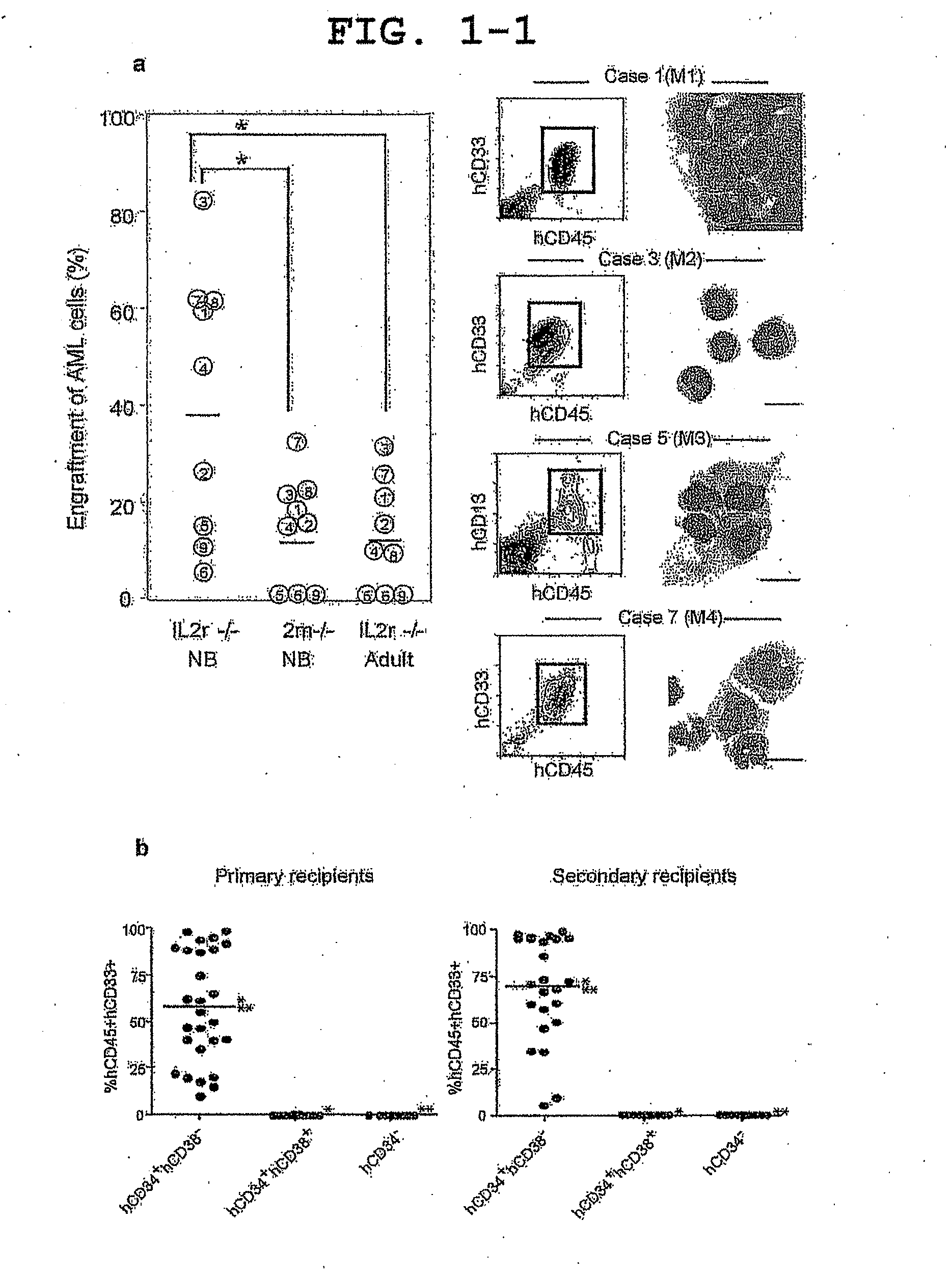 Mouse having human leukemic stem cell and leukemic non-stem cell amplified therein, and method for production thereof