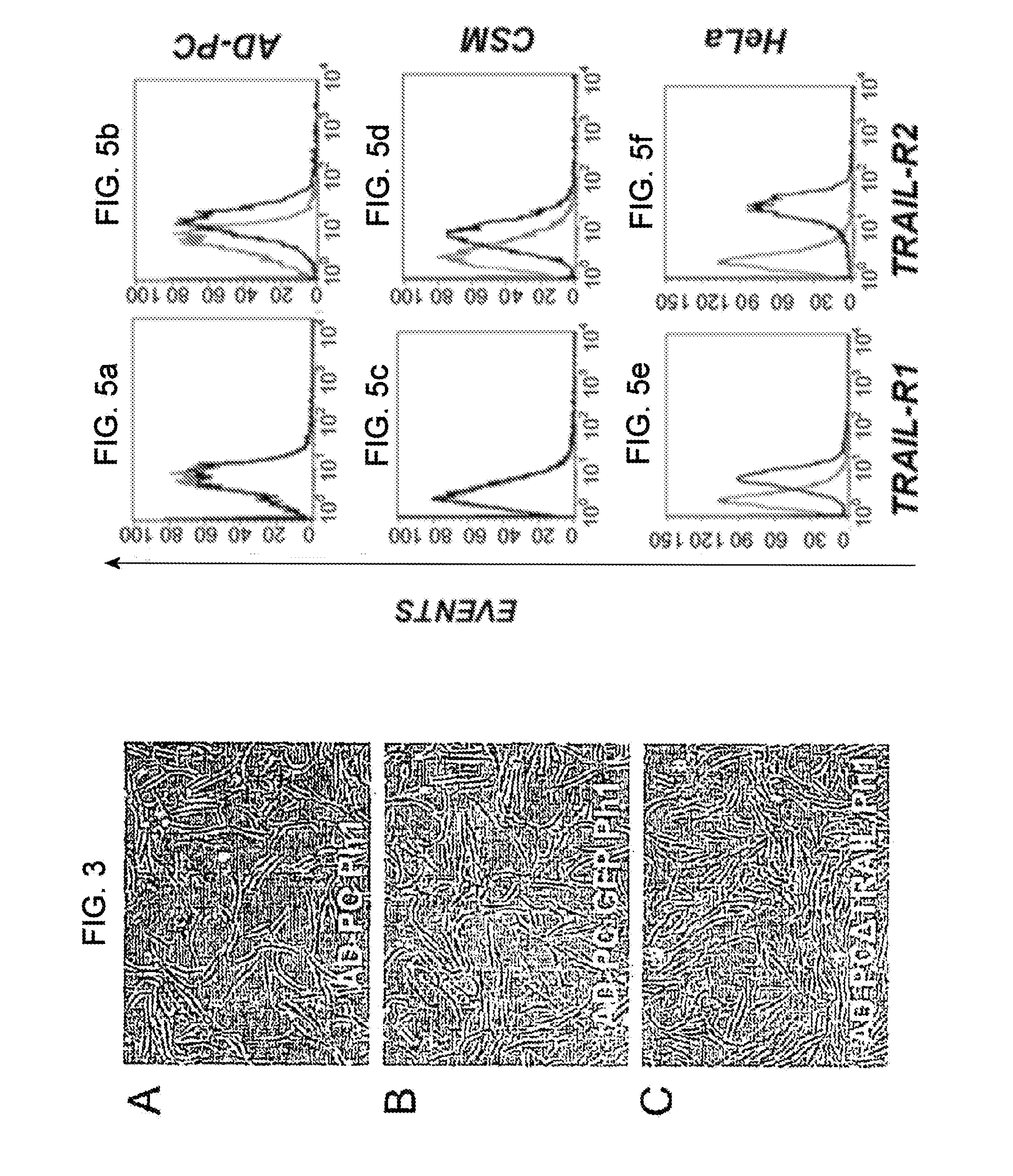 Method for production of anti-tumor TRAIL protein