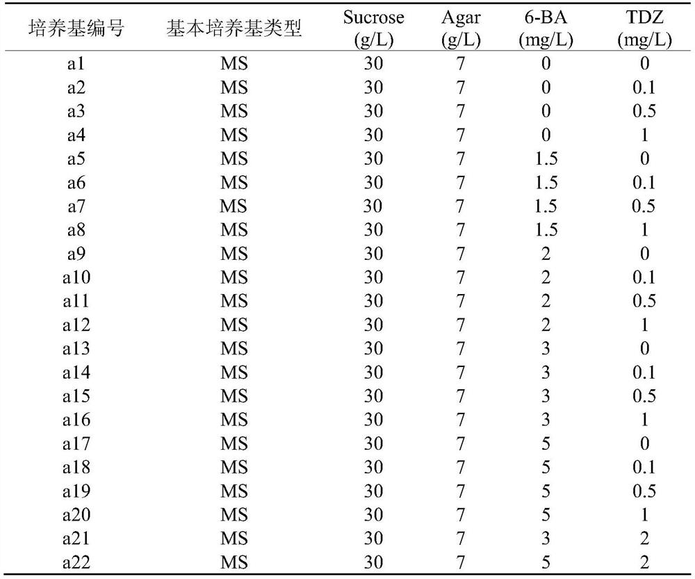 Light green semi-dense callus induction and adventitious bud regeneration method for Fraxinus mandshurica Rupr.