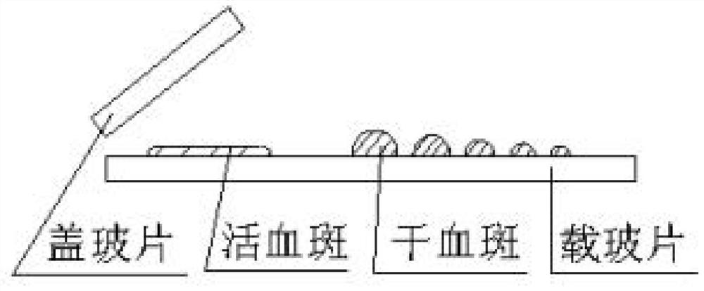 Manufacturing method of blood glass slide