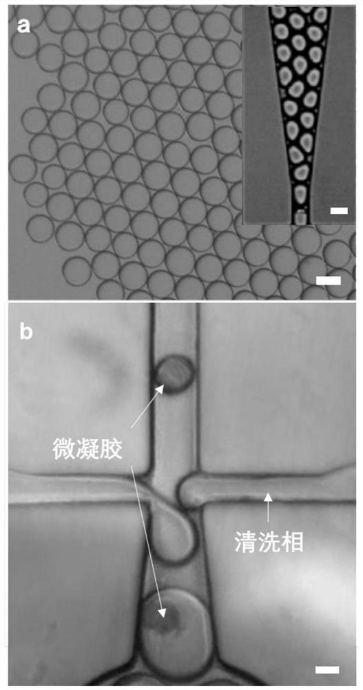 Method for preparing micro-nano gel microspheres based on metastable emulsion