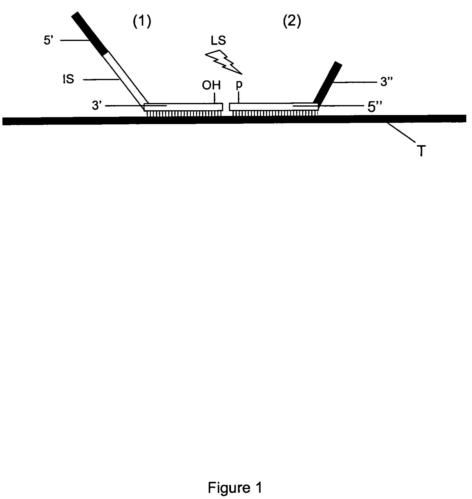 Method for Detection and Quantification of Target Nucleic Acids in a Sample