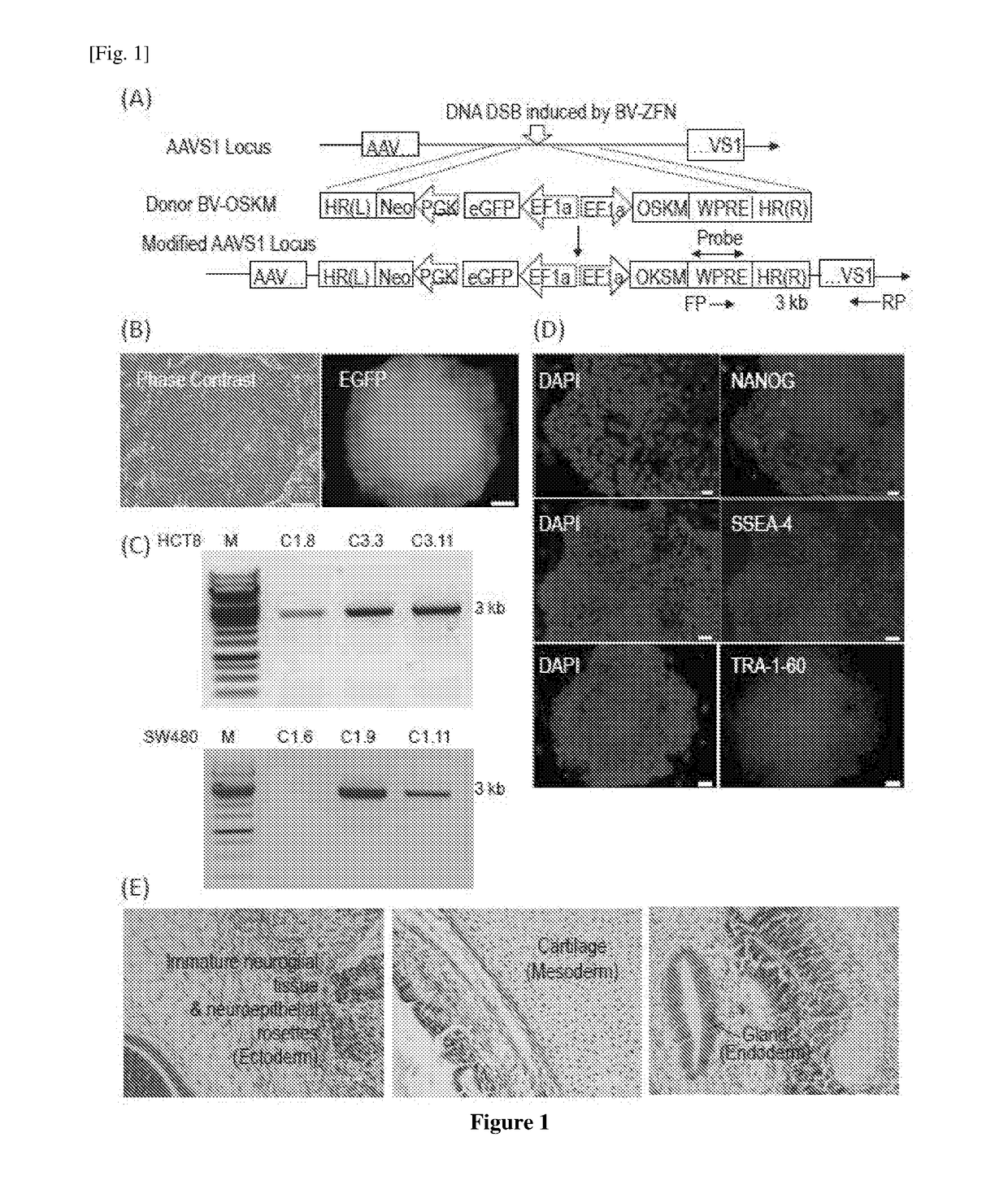 A method to up-regulate cancer stem cell markers for the generation of antigen specific cytotoxic effector t cells