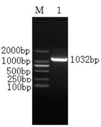 Recombinant TsPKA-C protein and application thereof