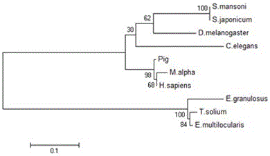 Recombinant TsPKA-C protein and application thereof
