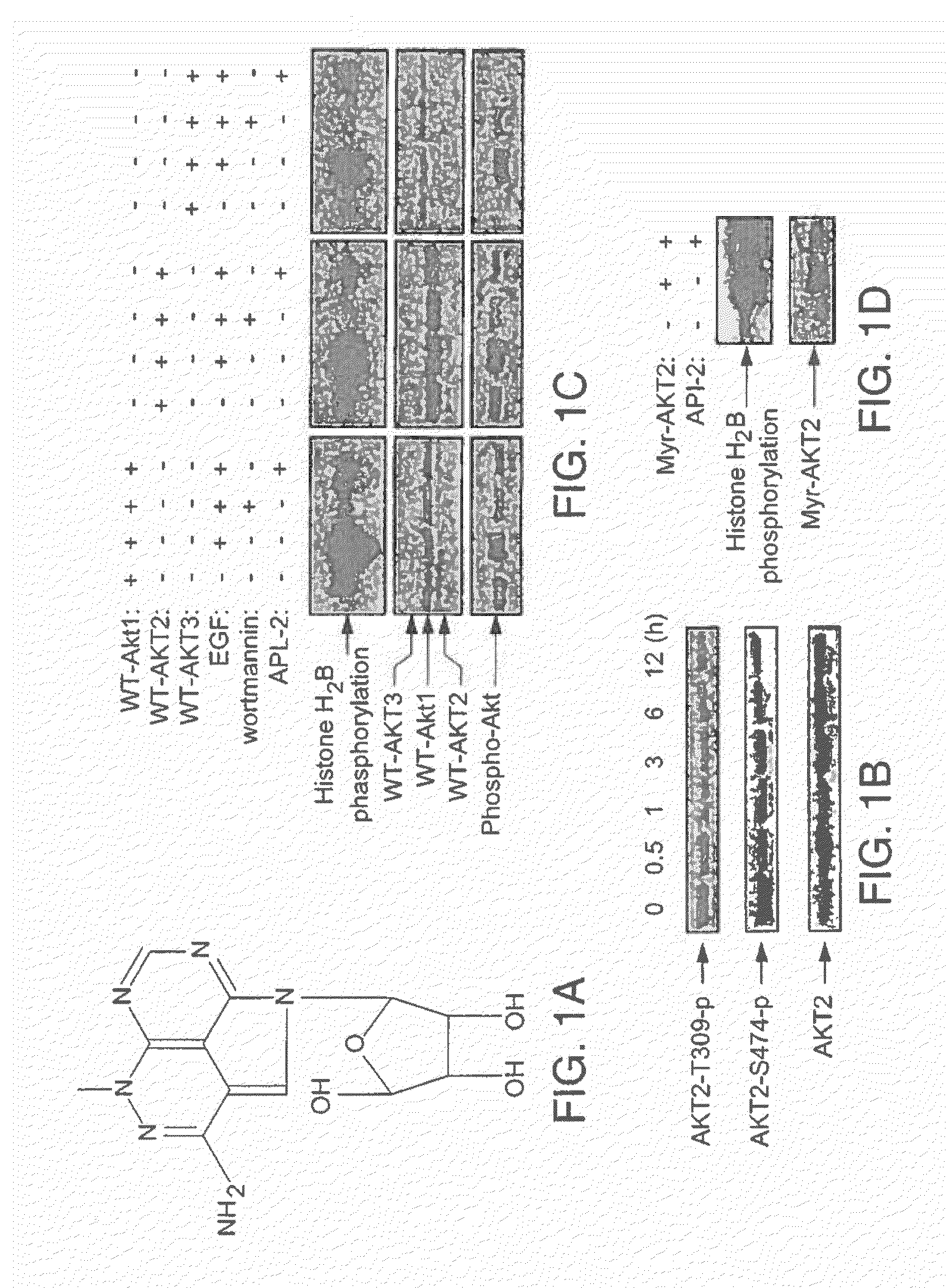 Compositions including triciribine and trastuzumab and methods of use thereof