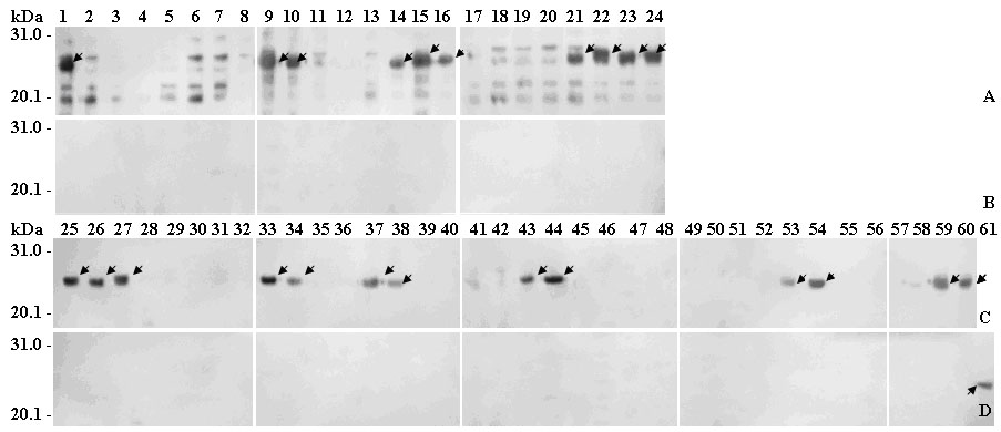 Linear epitope minimum motif peptide of human papilloma virus type 58 L1 protein and application thereof