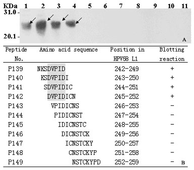 Linear epitope minimum motif peptide of human papilloma virus type 58 L1 protein and application thereof