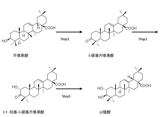 Method for synthesizing crataegolic acid